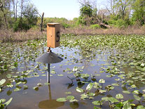 Experiment with wood duck nest box