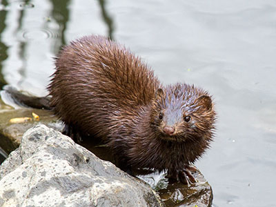 Mink by Chuck Homler, Wikimedia CC BY-SA 3.0