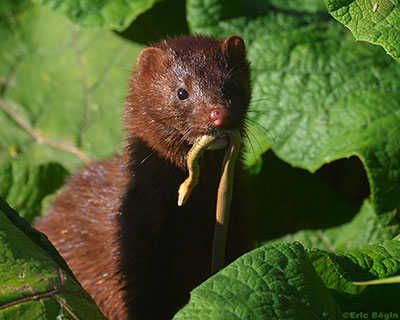 Mink and garter snake by Eric Begin, Flickr CC BY-NC-ND 2.0