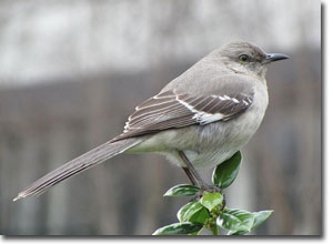 Mocking Bird, courtesy of Universal Pops flickr 