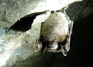 Myotis-lucifugus_FWS_MarvinMoriarty.jpg