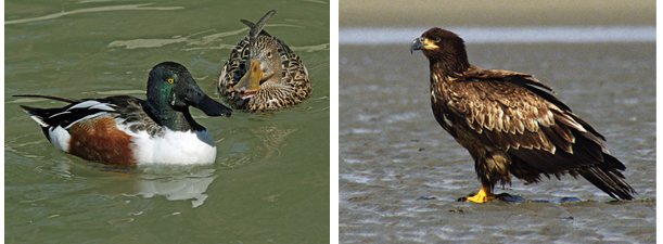 Black Marsh Ducks and Eagle