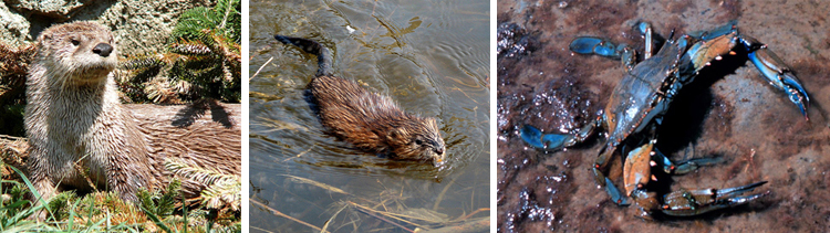 Northern River Otter, Common Musjrat, Blue Crab