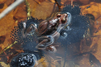 Wood Frog