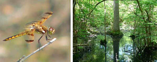 Dragonfly and Wetlands