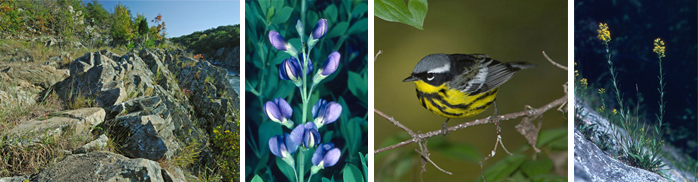 Mather Gorge, False Indigo, Magnolia Warbler, Riverbank Goldenrod