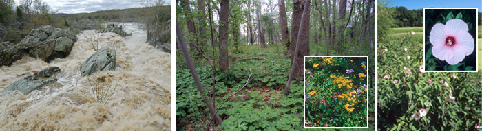 Potomac Gorge, Floodplains with Plants