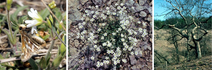 cobweb Skipper, Serpentine Chickweed, Oak Tree