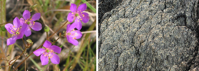 Fameflower, Serpentinite Rock