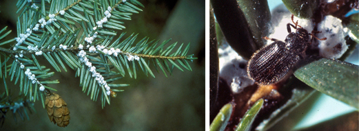 Eastern Hemlock Brnach and Tooth-Necked Fungus Beetle