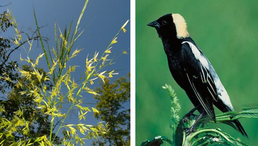 Wild Rice and Plumage