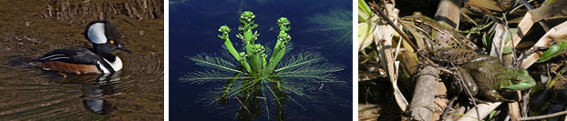 Waterfowl, Featherfoil, Southern Leopard Frog