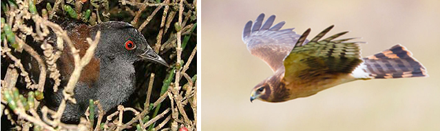 Black Rail and Northern Harrier