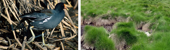 Common Gallinule and Salt Marsh Hay 