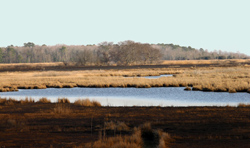 Fishing Bay Marshes