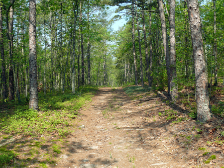 Furnace Natural Area Photo