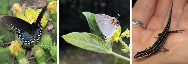 Spicebush Swallowtail, Gray hairstreak and a Juvenile Common Five-Lined Skink