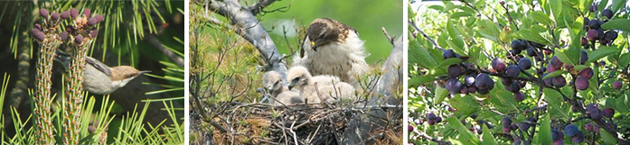 Brown-Headed Nuthatch, Red-Tailed Hawks, and the Beach Plum