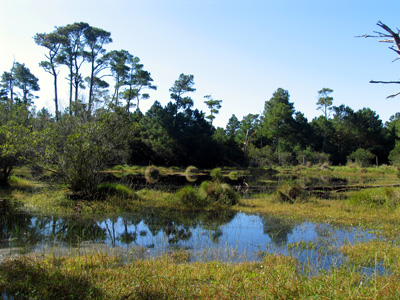 Inter-Dune Wetlands