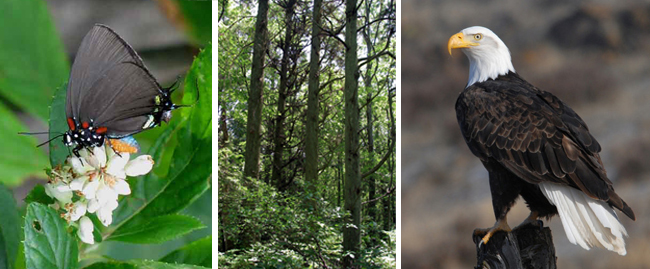 Purple Hairstreak, Atlantic White Cedar, and Bald Eagle