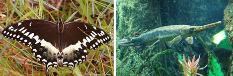 Palamedes Swallowtail and Longnose gar