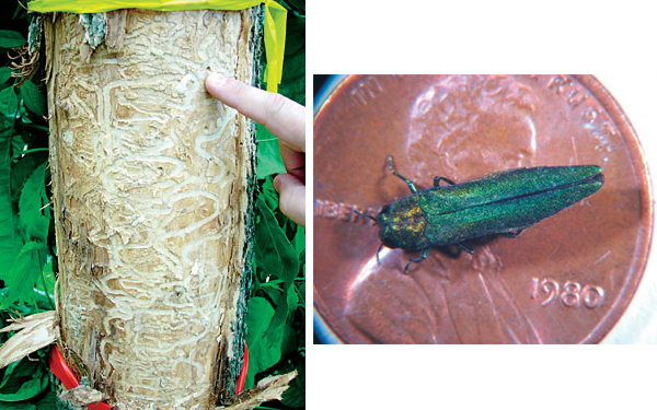 Green Ash Tree and an Emerald Ash Borer