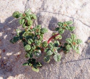 Seabeach Amaranth