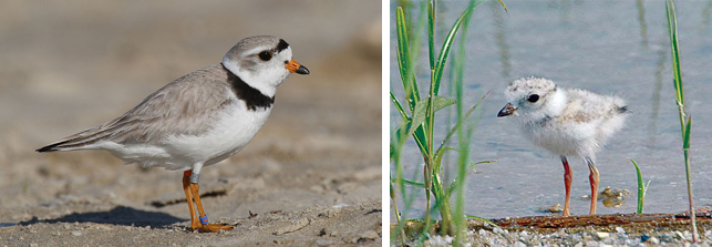 Piping Plovers