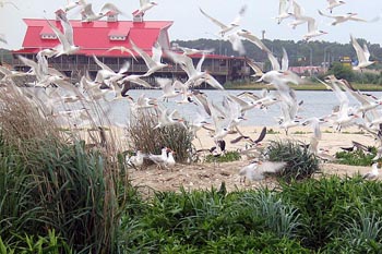 Royal Terns