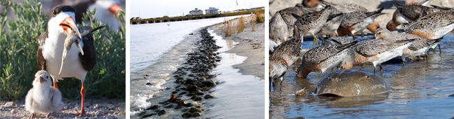 Black Skimmer, Horseshoe Crabs, Red Knots