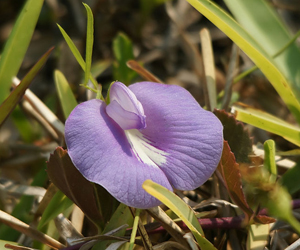 Butterfly-Pea