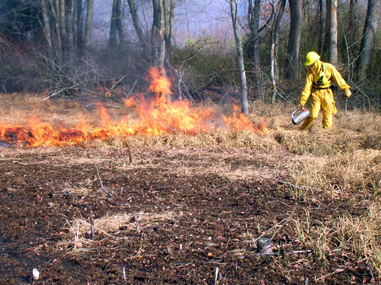 Millington Prescribed Burn