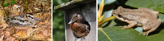 Wood Duck, American Woodcock, and New Jersey Chorus Frog 