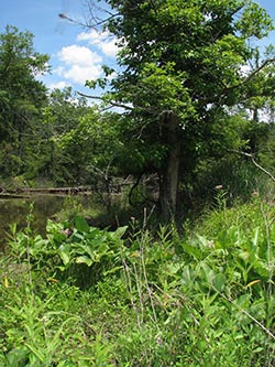 Scenic view of Allens Fresh Natural Area, photo by Kerry Wixted