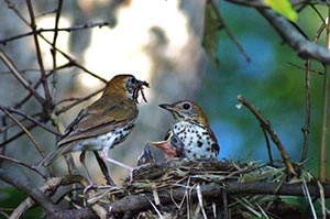 Wood Thrushes at nest, photo by Tom Bollinger, USFWS