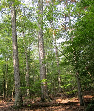 Scenic view of forest in Douglas Point, photo by Gwen Brewer