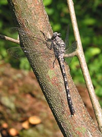 Gray Petaltail, photo by James McCann