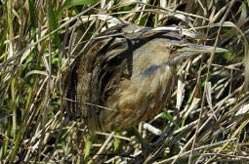 American bittern, Photo by: Hans Stieglitz/Wikimedia Commons