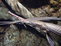 Longnose gar. Photo by Wikimedia Commons.