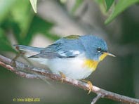 Northern parula, photo by George Jett