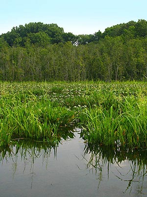 Scenic View of Mattawoman Creek Natural Area. Photo by Kerry Wixted.