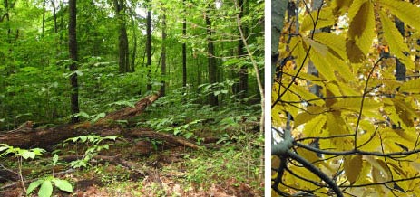 American Chesnut Forest by Kerry Wixted (left); American Chesnut leaves by Nicholas Tonelli/Wikimedia Commons