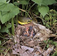 Kentucky Warblers by Steve Maslowski/USFWS