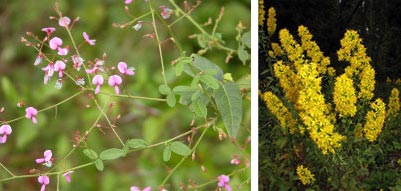 Rigid tre-foil (left) photo by R.H. Wiegand; Showy Goldenrod, photo by Kerry Wixted