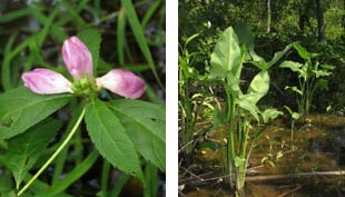 Red Turtlehead (left) and Arrow Alum photos by Kerry Wixted