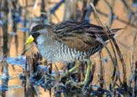 Sora foraging - Photo by Dave Menke/ USFWS 