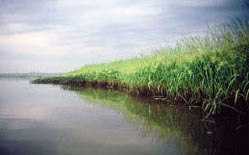 Wild rice gorwing along Patuxent River, photo by Greg Kearns