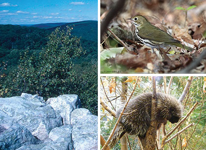 Collage of scenes from Cat Rock & Bobs Hill