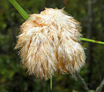 Tawny Cottongrass, photo by Kerry Wixted