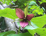 Grand Trillium, photo by Jonathan McKnight